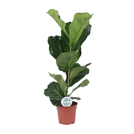 "Geigenfeige (Ficus lyrata) – pflegeleichte Zimmerpflanze, Topf-Ø 17 cm, Höhe ca. 60 cm image"
