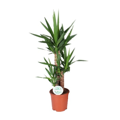 "Palmlilie (Yucca elephantipes) – pflegeleichte Zimmerpflanze, Topf-Ø 21 cm, Höhe ca. 90 cm image"