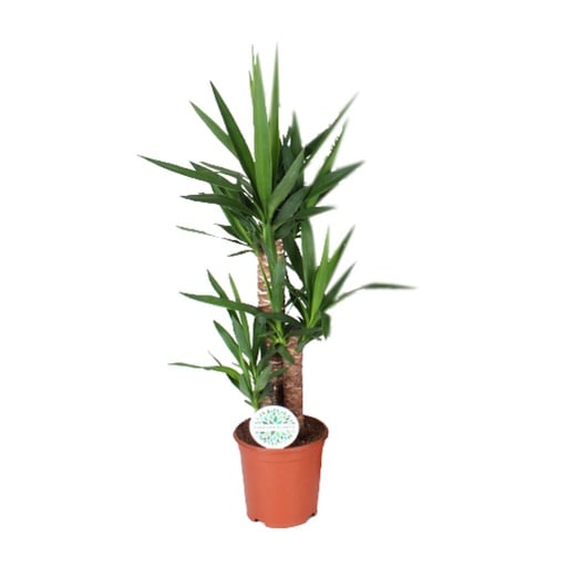 "Palmlilie (Yucca elephantipes) – pflegeleichte Zimmerpflanze, Topf-Ø 21 cm, Höhe ca. 90 cm image"