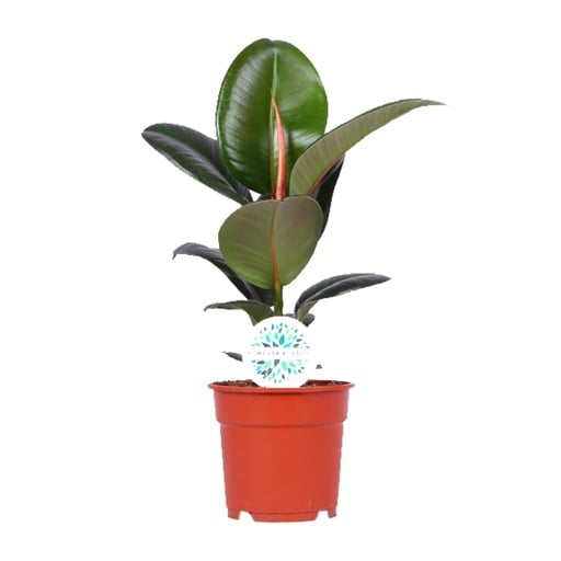 "Ficus Elastica Robusta - Ø17cm - ↕55cm image"