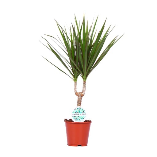 "Dracaena Marginata - Ø14cm - ↕55cm image"
