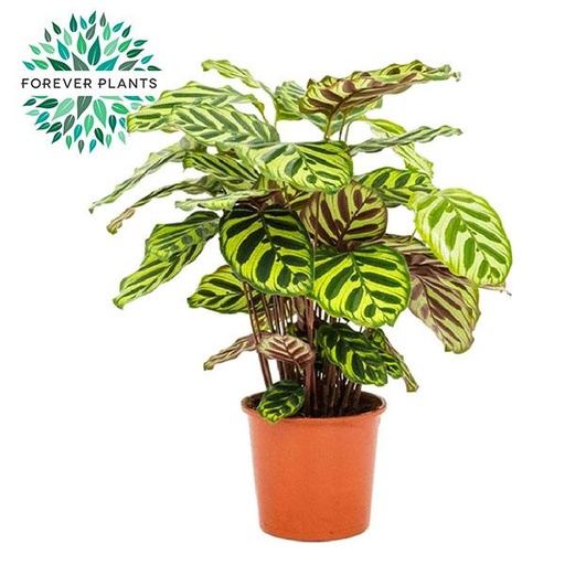 "Pfauen-Korbmarante (Calathea makoyana) – pflegeleichte Zimmerpflanze, Topf-Ø 17 cm, Höhe ca. 55 cm image"