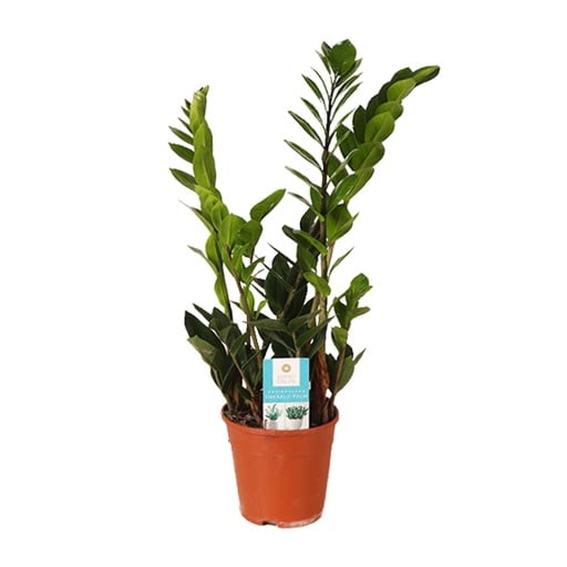 "Zamioculcas Zamiifolia - Ø14cm - ↕45cm image"