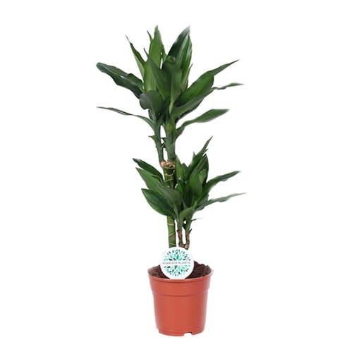 "Dracaena Janet Lind - Ø17cm - ↕70cm image"