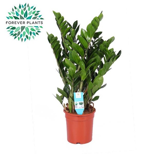 "Zamioculcas Zamiifolia - Ø21cm - ↕95cm image"