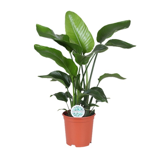 "Strelitzia Nicolai - Ø21cm - ↕80cm image"