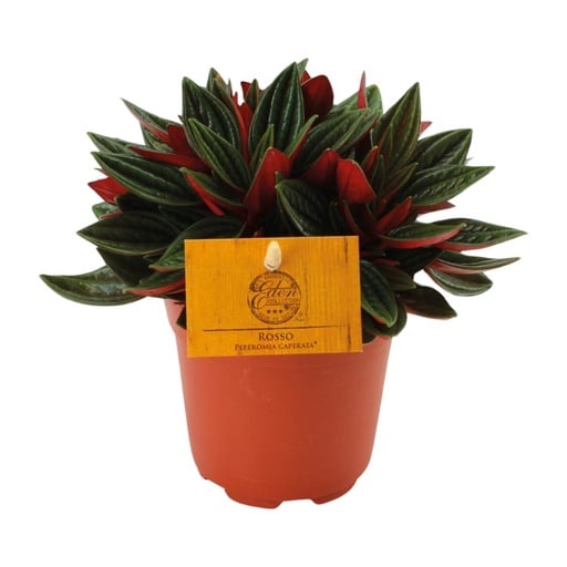 "Peperomia Caperata Rosso - Ø10,5cm - ↕15cm image"
