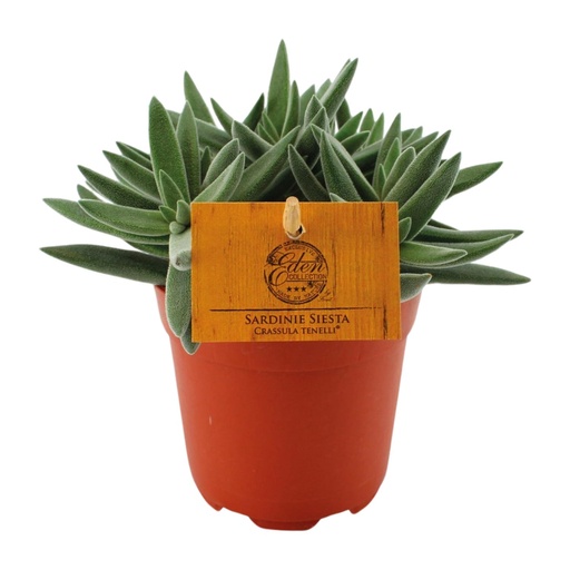 "Zwerg-Geldbaum (Crassula tenera) – pflegeleichte Zimmerpflanze, Topf-Ø 11 cm, Höhe ca. 15 cm image"