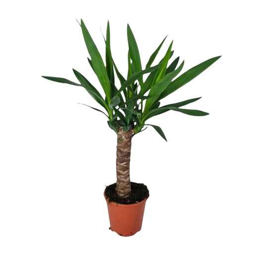 "Yucca - Ø14cm - ↕60cm image"