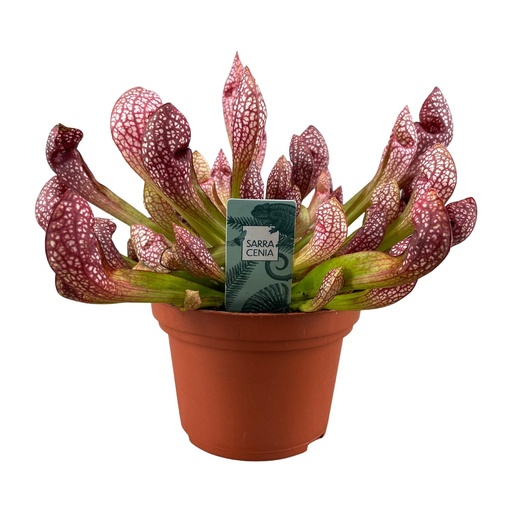 "Sarracenia Scarlet Belle - Ø12cm - ↕40cm image"