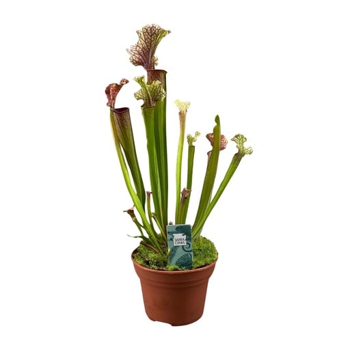 "Sarracenia Judith Hindle - Ø12cm - ↕30cm image"