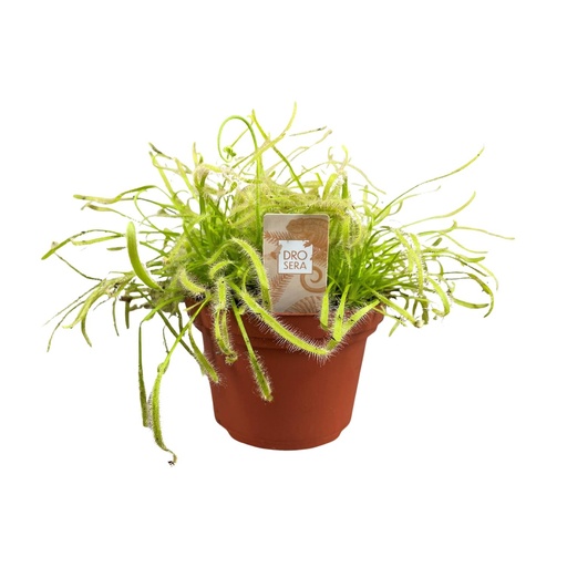 "Drosera Capensis - Ø12cm - ↕17cm image"