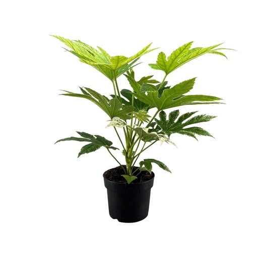 "Fatsia Japonica Spider Web - Ø17cm - ↕50cm image"