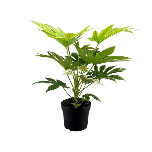 "Zimmeraralie 'Spider Web' (Fatsia japonica) – pflegeleichte Zimmerpflanze, Topf-Ø 17 cm, Höhe ca. 50 cm image"