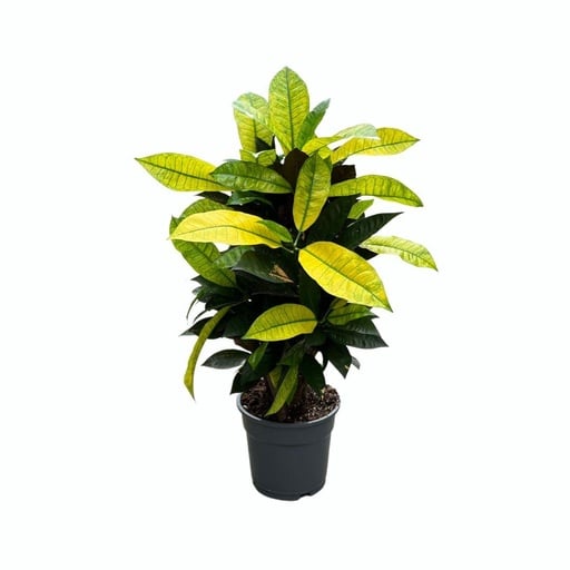 "Wunderstrauch (Croton) – pflegeleichte Zimmerpflanze, Topf-Ø 17 cm, Höhe ca. 65 cm image"