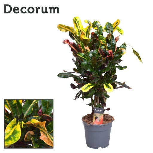 "Croton Mammi - Ø17cm - ↕60cm image"