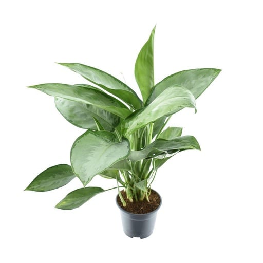 "Aglaonema Silverado - Ø14cm - ↕40cm image"