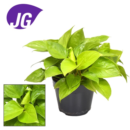 "Homalomena Lemon Lime - Ø15cm - ↕30cm image"