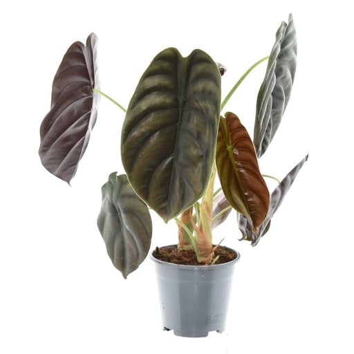 "Alocasia Red Secret - Ø14cm - ↕35cm image"