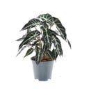 Pfeilblatt (Alocasia lowii) – pflegeleichte Zimmerpflanze, Topf-Ø 14 cm, Höhe ca. 40 cm