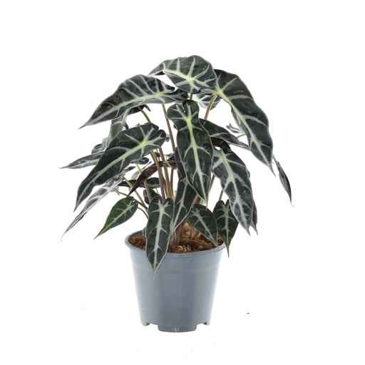 "Pfeilblatt (Alocasia lowii) – pflegeleichte Zimmerpflanze, Topf-Ø 14 cm, Höhe ca. 40 cm image"
