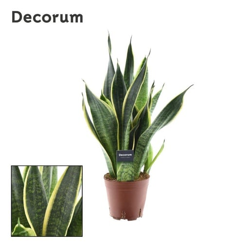 "Bogenhanf (Sansevieria trifasciata) – pflegeleichte Zimmerpflanze, Topf-Ø 14 cm, Höhe ca. 45 cm image"
