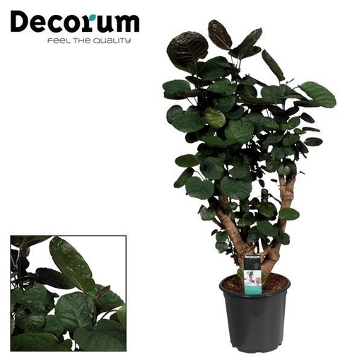 "Polyscias Fabian - Ø21cm - ↕95cm image"