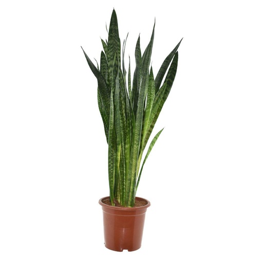 "Sansevieria Zeylanica - Ø27cm - ↕120cm image"