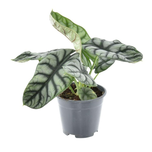 "Alocasia Nebula Silver Compacta - Ø14cm - ↕30cm image"