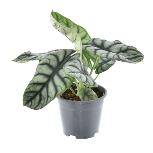 "Alocasia Nebula Silver Compacta - Ø14cm - ↕30cm image"