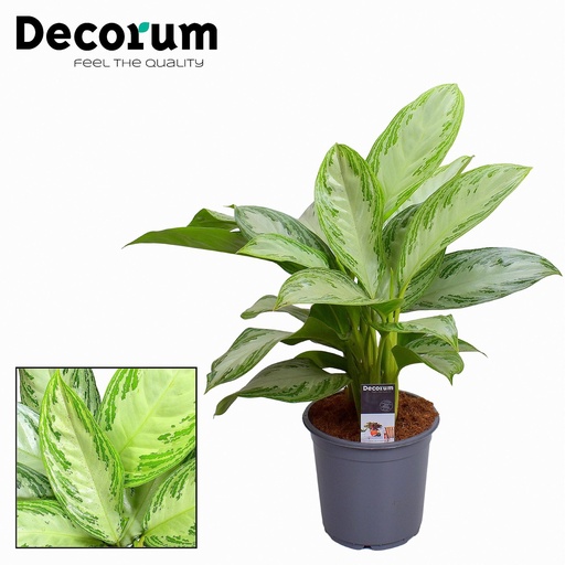 "Aglaonema Silver Bay - Ø21cm - ↕80cm image"