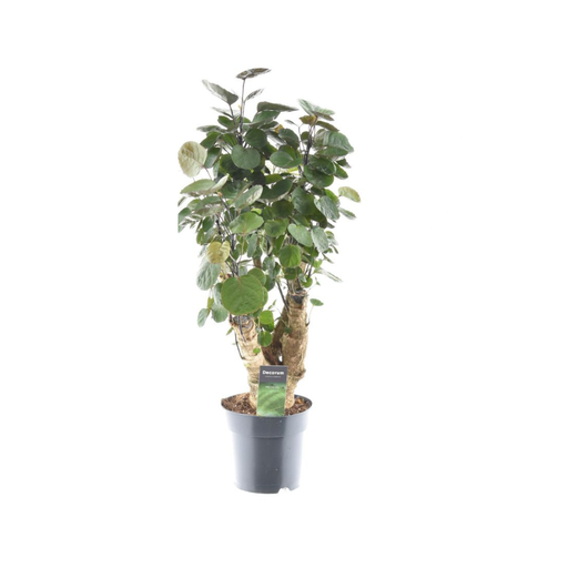 "Polyscias Fabian - Ø17cm - ↕60cm image"