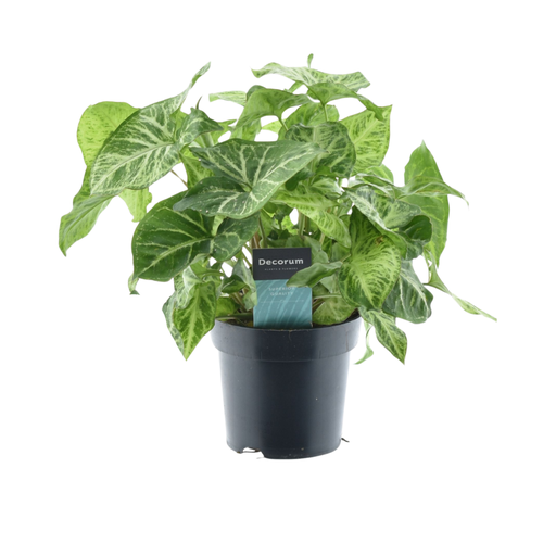 "Purpurtute (Syngonium podophyllum) – pflegeleichte Zimmerpflanze, Topf-Ø 14 cm, Höhe ca. 25 cm image"