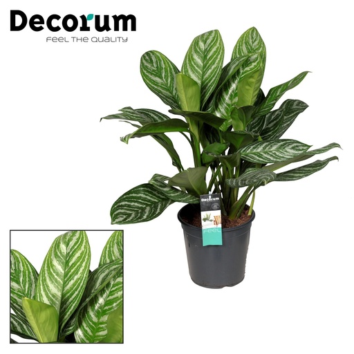 "Aglaonema Stripes - Ø21cm - ↕80cm image"