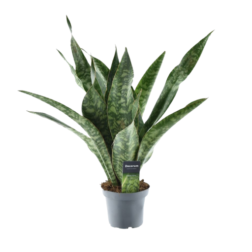 "Sansevieria Aubrytniana Drache - Ø14cm - ↕55cm image"