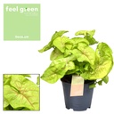 Syngonium Golden Feel Green - Ø14cm - ↕30cm