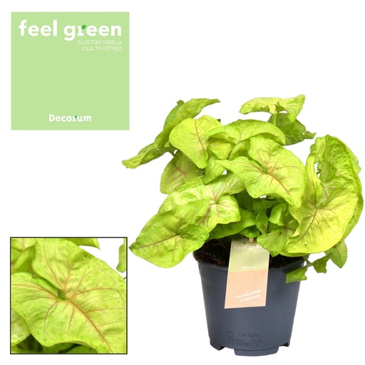 "Syngonium Golden Feel Green - Ø14cm - ↕30cm image"