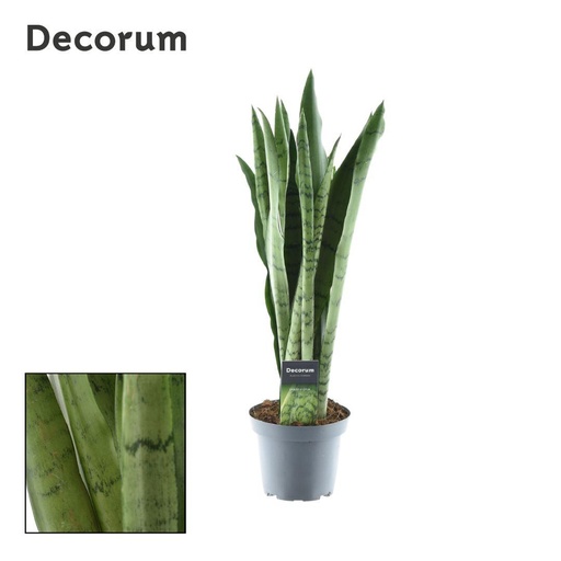 "Sansevieria Spearmint - Ø14cm - ↕55cm image"
