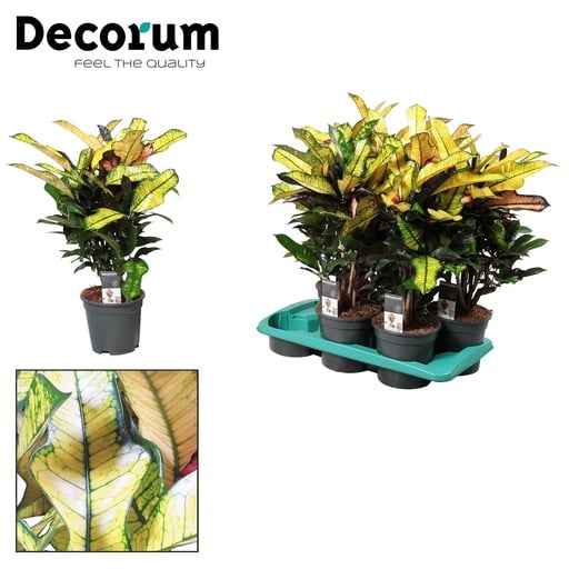 "Wunderstrauch 'Wilma' (Codiaeum variegatum) – pflegeleichte Zimmerpflanze, Topf-Ø 17 cm, Höhe ca. 60 cm image"
