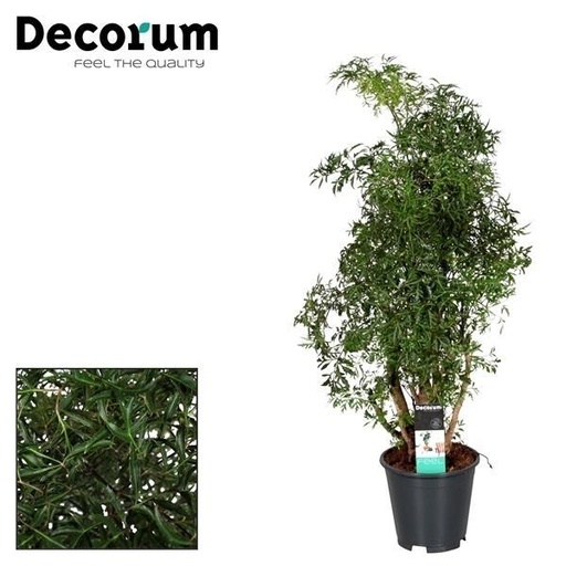 "Polyscias Hawaiiana Ming - Ø17cm - ↕65cm image"