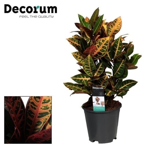 "Wunderstrauch 'Petra' (Croton patrum) – pflegeleichte Zimmerpflanze, Topf-Ø 17 cm, Höhe ca. 55 cm image"