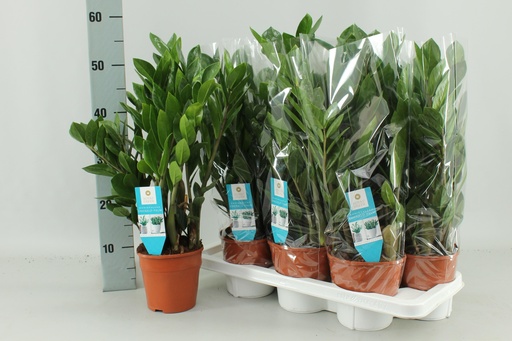 "Zamioculcas Zamiifolia - Ø14cm - ↕55cm image"