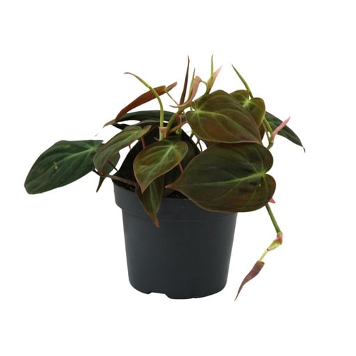 "Philodendron Micans - Ø12cm - ↕15cm image"
