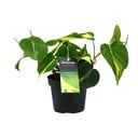 Philodendron Brasil Scandens - Ø12cm - ↕20cm