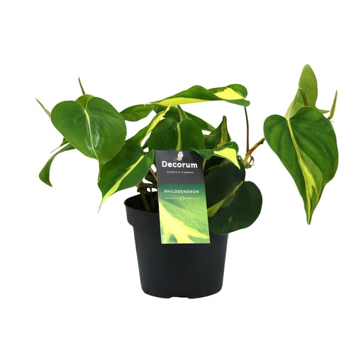 "Philodendron Brasil Scandens - Ø12cm - ↕20cm image"