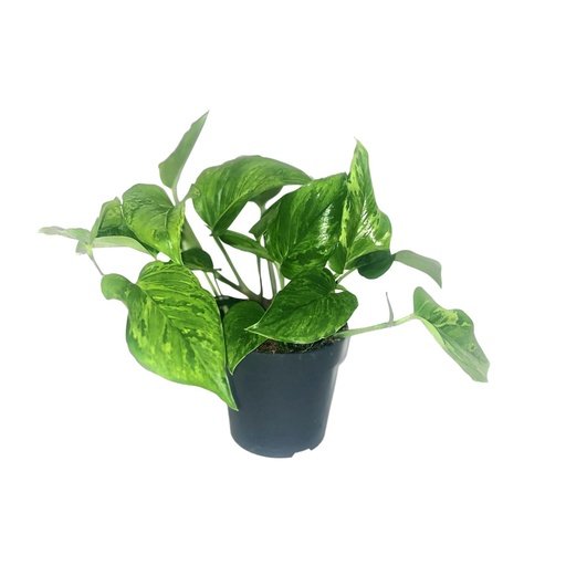 "Scindapsus Pictus Trebie - Ø12cm - ↕20cm image"