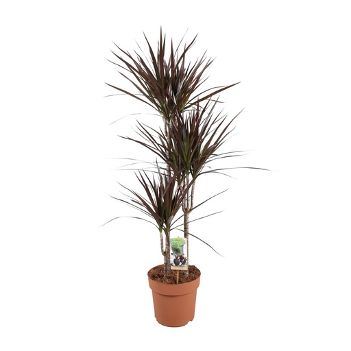 "Magenta-Drachenbaum (Dracaena magenta) – pflegeleichte Zimmerpflanze, Topf-Ø 21 cm, Höhe ca. 120 cm image"