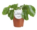 Pilea Zucker - Ø13cm - ↕20cm