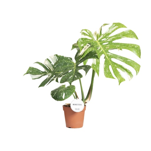 "Monstera Thai Constellation - Ø15cm - ↕40-50cm image"