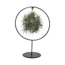 Tillandsia Ring Mischung (Mittel) - Ø17cm - ↕30cm